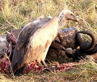 Weissrückengeier, Gyps arficanus, African White Backes Vulture